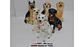 Figura Perro Decorativa Realista 21x10 cm Adorno Hogar - Miniatura 6