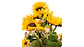 Ramo de Girasoles Artificiales Realistas con Follaje Premium Decorativo - Miniatura 3