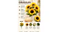 Ramo de Girasoles Artificiales Realistas con Follaje Premium Decorativo - Miniatura 4