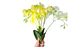 Ramo de Orquídeas Artificiales Premium Realistas para Decoración - Miniatura 2
