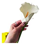 Flor Cala Artificial Multicolor Tallo Largo Decorativo Hogar - Miniatura 5