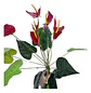 Gladiolo Artificial Rojo Decorativo Para Hogar Y Tus Eventos - Miniatura 5