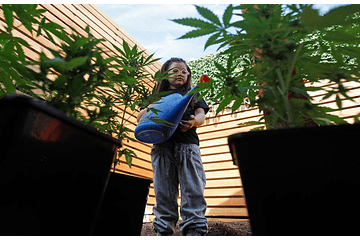 Niños Pasan De 100 A Cero Convulsiones Diarias Gracias Al Cannabis Medicinal