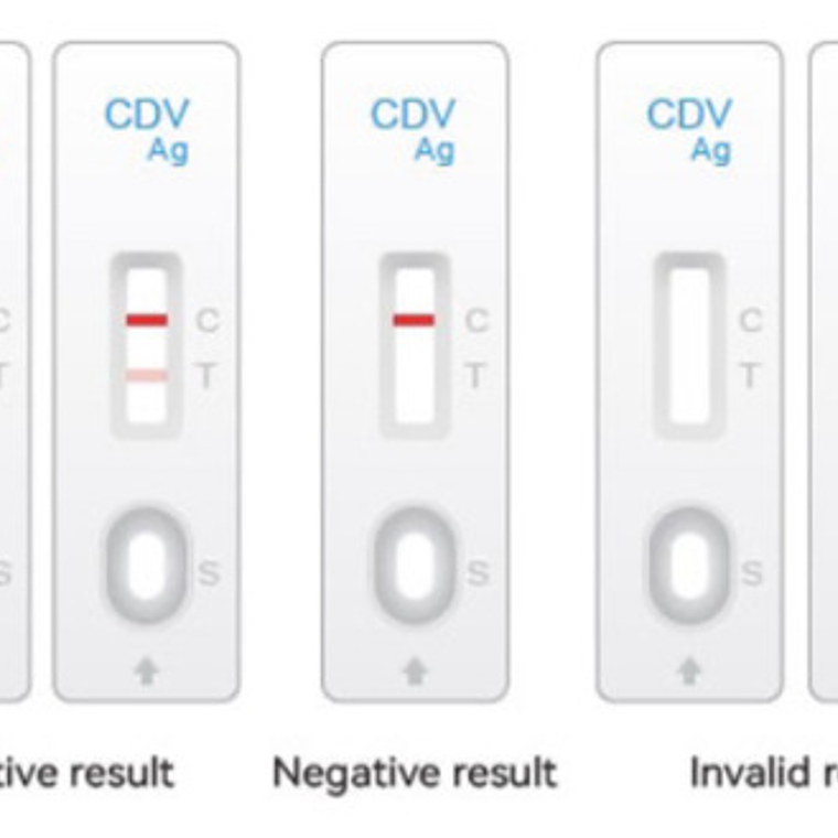 Test Rápido Distemper Canino Cdv, Caja 20 Uds, Veterinario 3