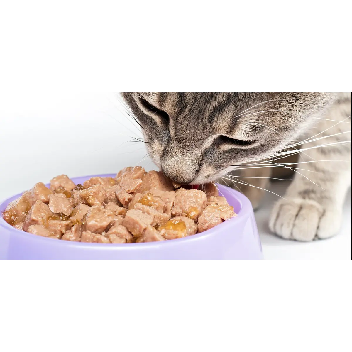 Alimento Húmido