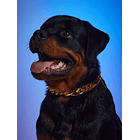 Collar para mascotas con diseño de cadena  1