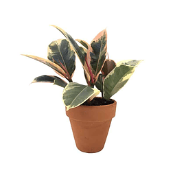 Gomero Ficus Elastica Tineke