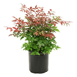 Nandina