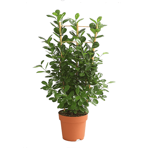 Ficus Moclame