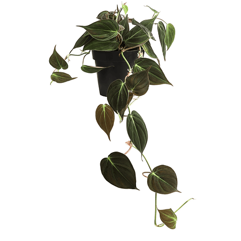 Philodendro Scandens ‘Micans`