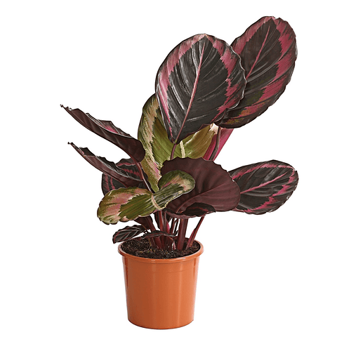 Calathea roseopicta Surprise Star 