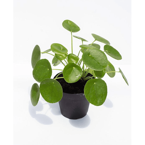 Pilea peperomioides