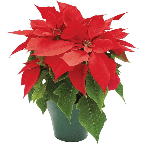 Poinsettia