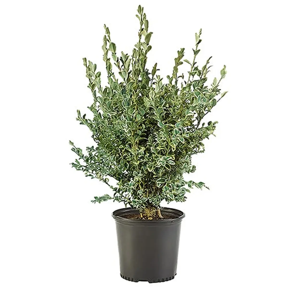 Boj variegado