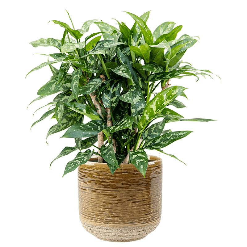 【Weed】Aglaonema pictum Aglaonema Pictum