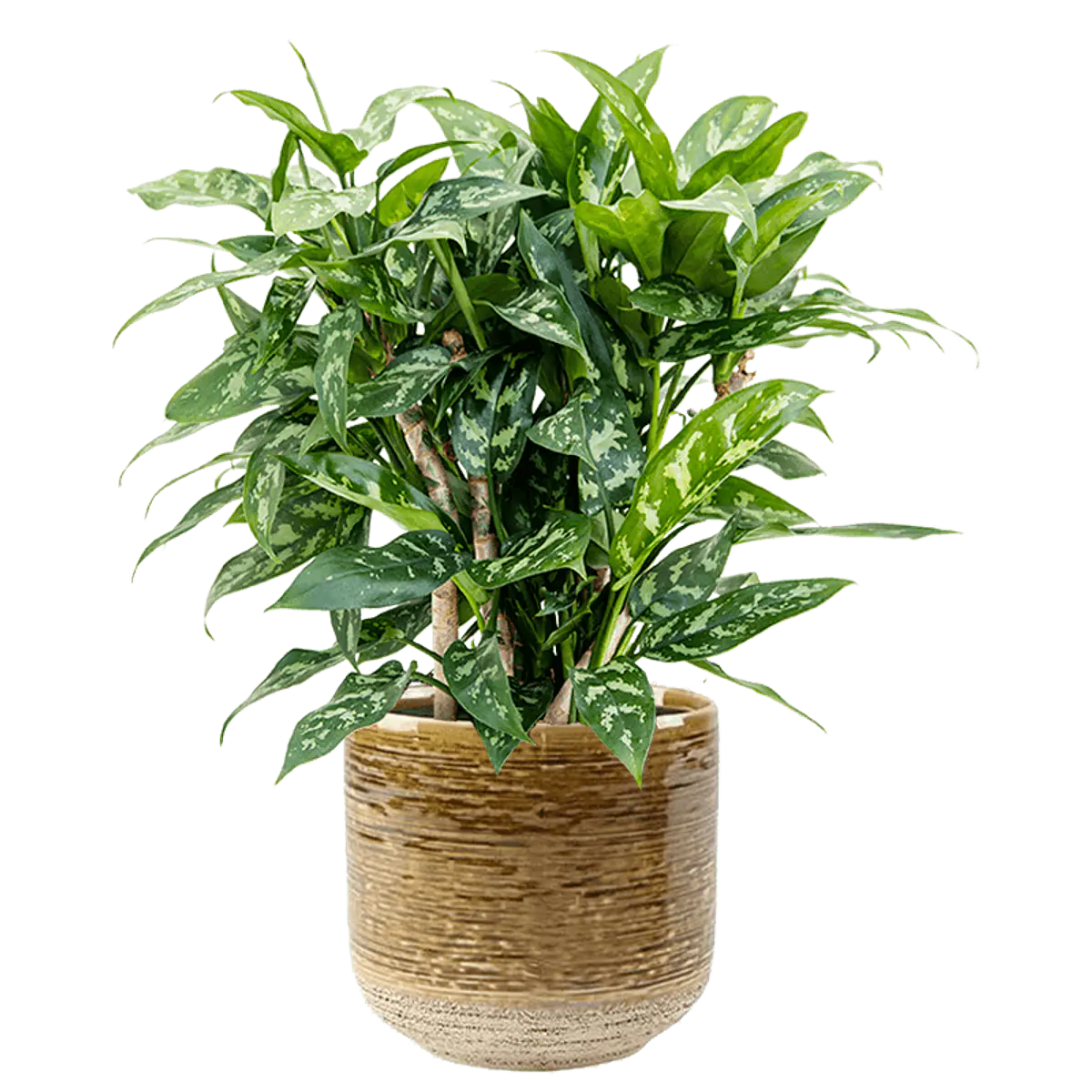 本日限定価格 Aglaonema pictum Aglaonema pictum | 希少植物の販売 アグラオネマ専門販売店 その他観葉植物