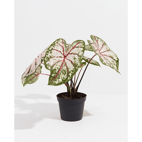 Caladium Celebration