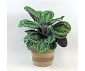 Calathea Roseopicta 'Medallion'