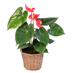 Anthurium Rojo Grande