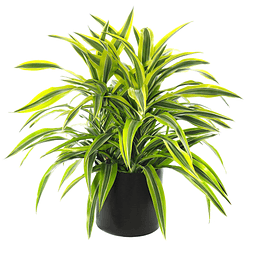 Dracaena Lemon Lime