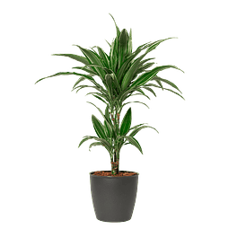 Dracaena Warneckii