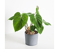 Philodendron Gloriosum