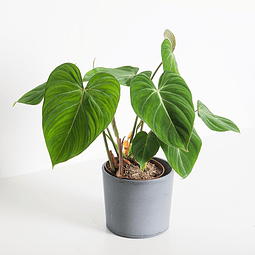 Philodendron Gloriosum