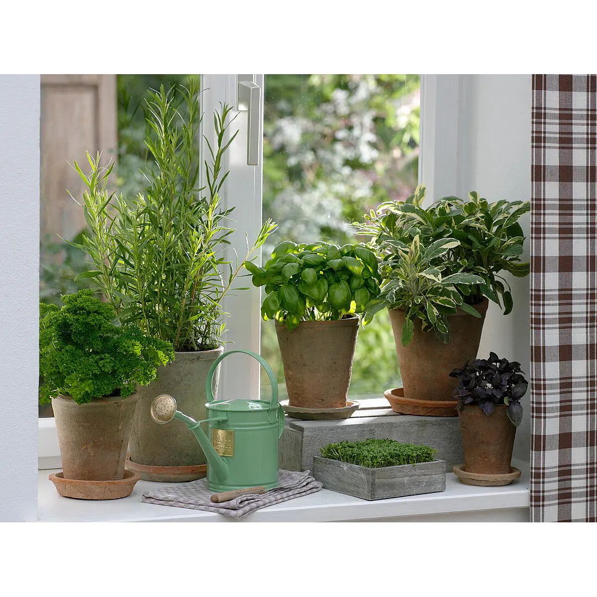 Hierbas de cocina
