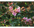 Abelia grandiflora Edward Goucher (Rosada)