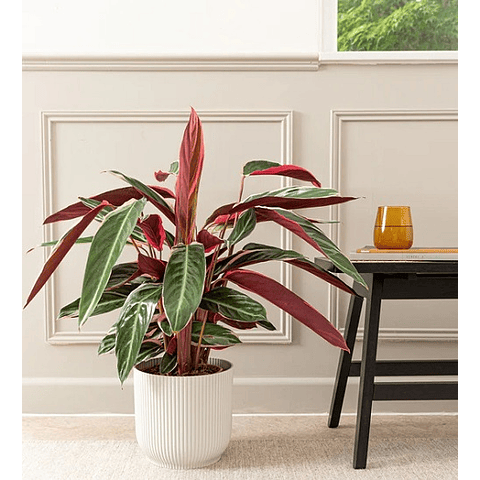 Calathea triostar