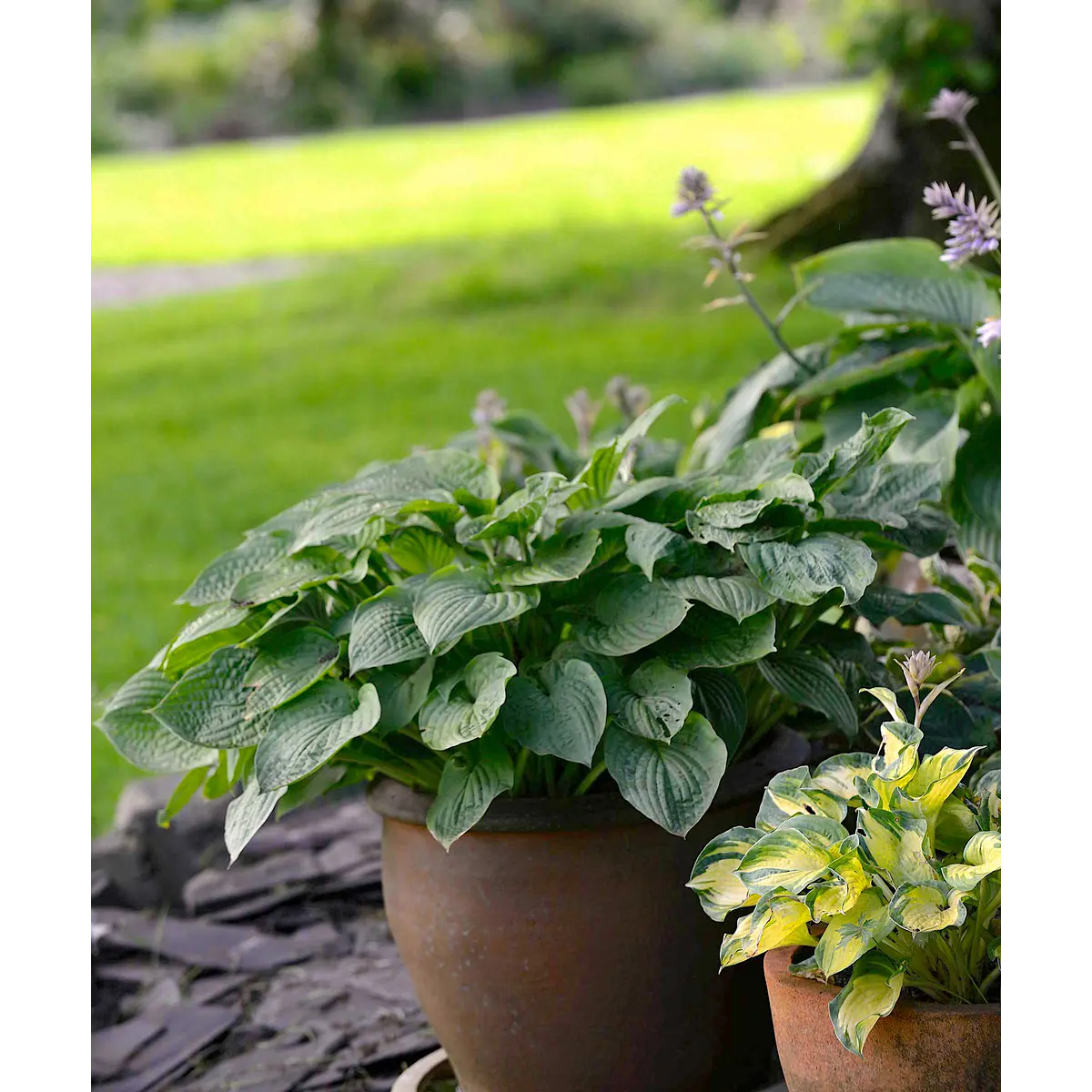 Hosta