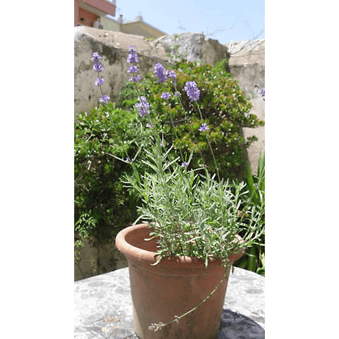 Lavanda Francesa