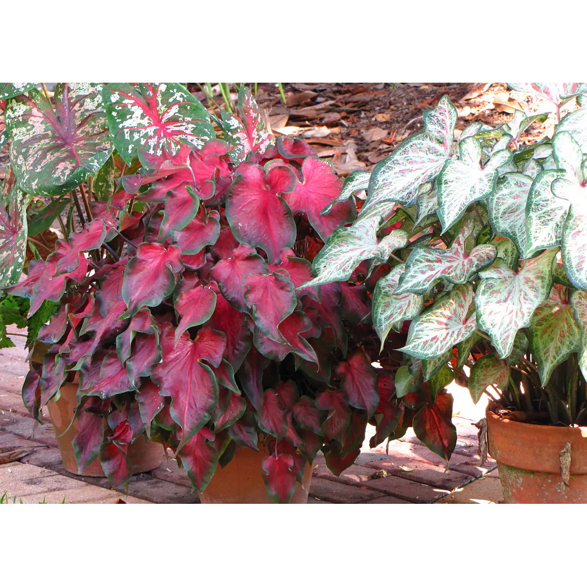 Caladium Red Ruffles