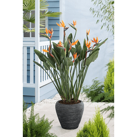 Strelitzia Reginae