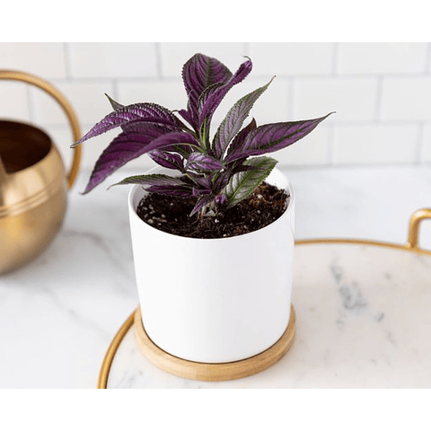 Strobilanthes