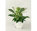 Philodendron Birkin