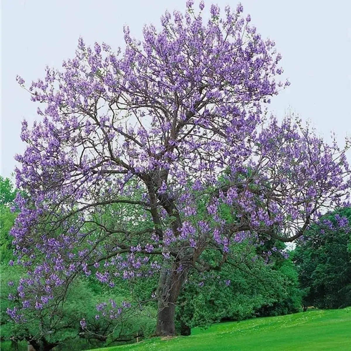 Jacarandá