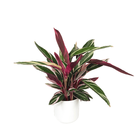 Calathea triostar