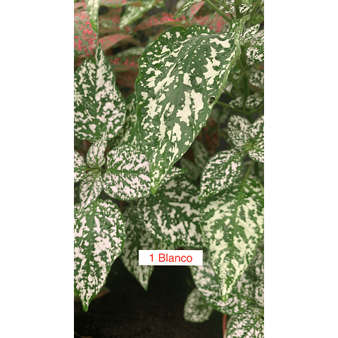 Hypoestes