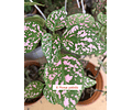 Hypoestes