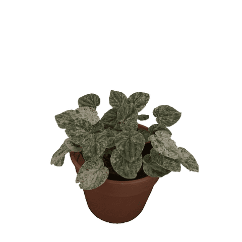 Peperomia Caperata Variegata