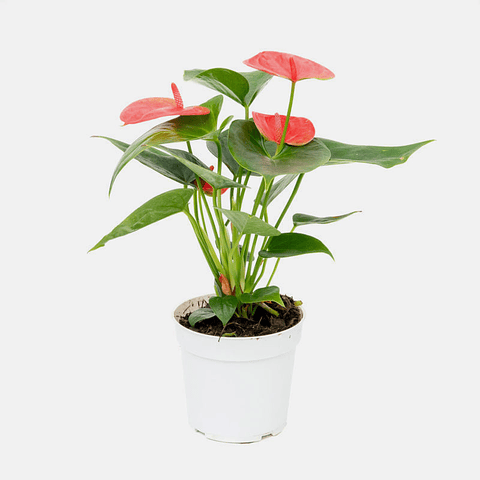 Anthurium colores