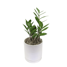 Zamioculcas zamiifolia  ZZ