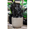 Zamioculcas zamiifolia 'Raven' 