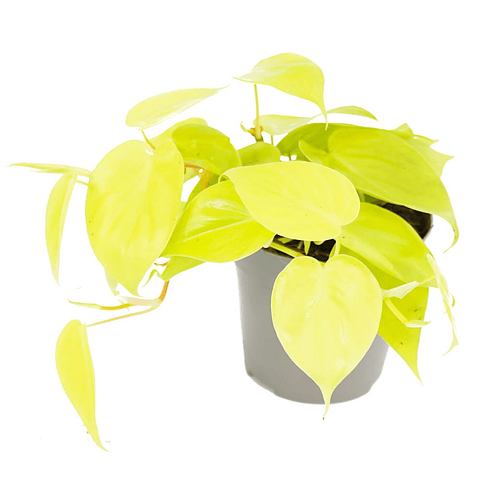 Philodendron cordatum lemon