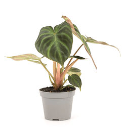 Philodendron verrucosum