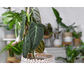 philodendron melanochrysum