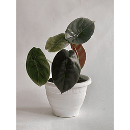 Alocasia cuprea