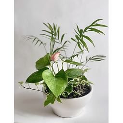 Trio en Maceta Blanca