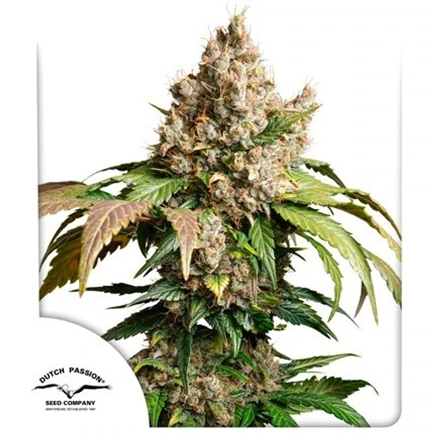 RED TROPICANA COOKIES AUTO X3-DUTCH PASSION 1